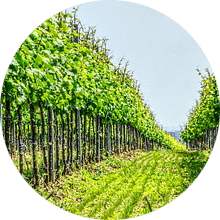 empfehlung-weingut Weingut Schneider